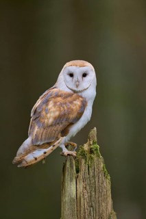 Barn owl (Tyto alba) Bavaria, Germany, Europe