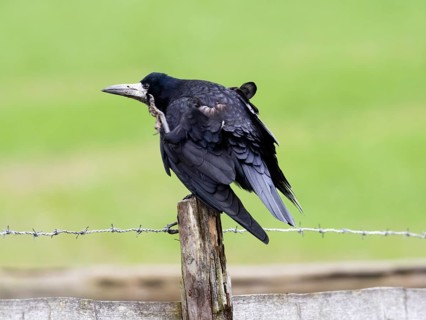 Rook (Corvus frugilegus), adult bird, scratching its head with its foot, Hesse, Germany, Europe