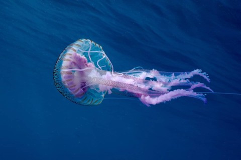 Elegant luminous jellyfish (Pelagia noctiluca) floating in the blue depths of the ocean, dive site