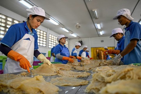 Employees of the company Chockdee Sea Products prepare dried jellyfish for export, Min Buri, near