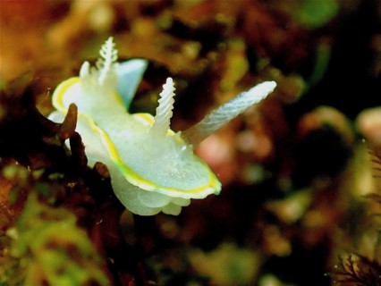 White nudibranch with yellow edge, white-yellow doris (Diaphorodoris luteocincta), moves under