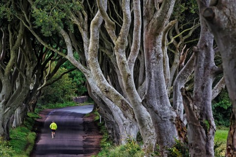 Famous beech avenue, The Dark Hedges, tunnel avenue with jogger, mystical film set, film location