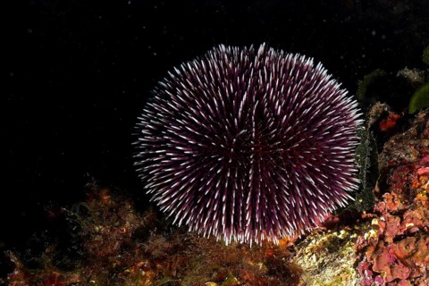 Dark Sphaerechinus granularis (Sphaerechinus granularis) with contrast in black underwater