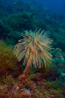A feathery screw table (Sabella spallanzanii) stands upright in the blue water, dive site Cap de