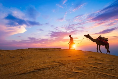 Indian cameleer camel driver bedouin with camel silhouettes in sand dunes of Thar desert on sunset.