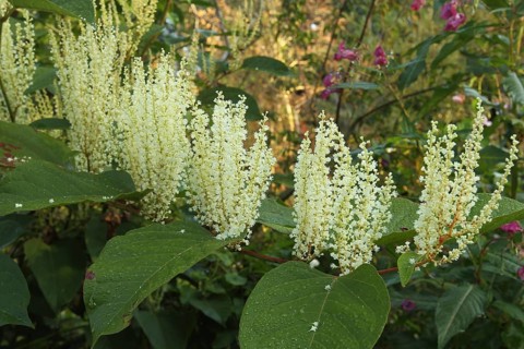 Reynoutria japonica (Reynoutria japonica) male flowers, Allgäu, Bavaria, Germany, Allgäu, Bavaria,