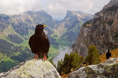 Corvids, Jackdaw, Alpine Chough, (Pyrrhocorax graculus), Alpine region, Federal Republic of Germany