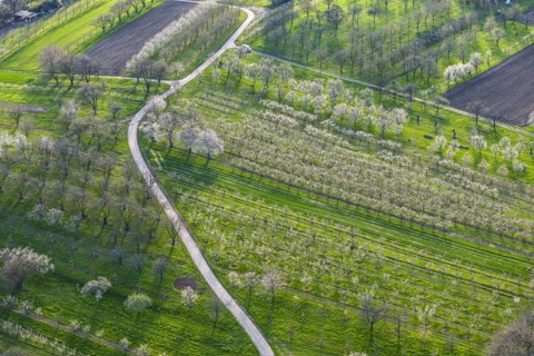 Spring in the Ortenau district, blossoming orchards, drone photo, Sasbach, Baden-Württemberg,