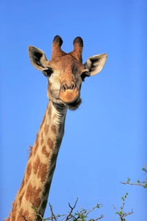 Cape giraffe (Giraffa camelopardalis giraffa), adult, alert, portrait, Hluhluwe Umfolozi National