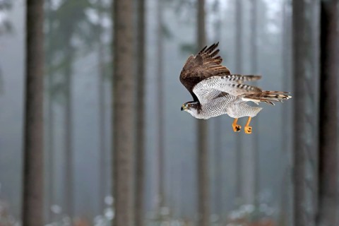 Goshawk (Accipiter gentilis), adult in winter, flying in the snow, Zdarske Vrchy, Bohemian-Moravian