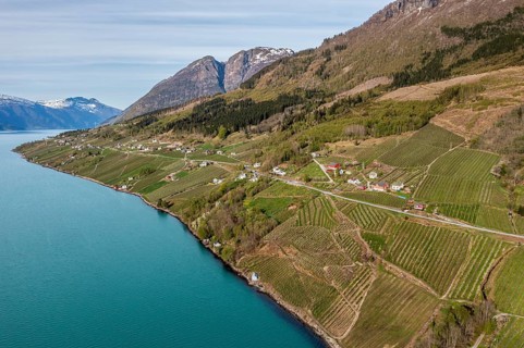 Aerial view over fjord and apple orchards near Lofthus, Hardangerfjord, Norway, Europe