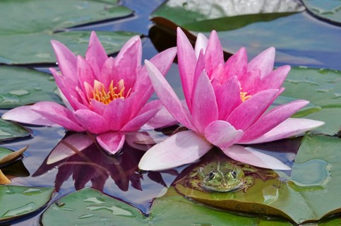 Frog in a water lily pond, June, Germany, Europe