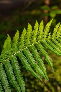 Close-up of a green fern leaf in the forest, Black Forest, Gechingen, Germany, Europe