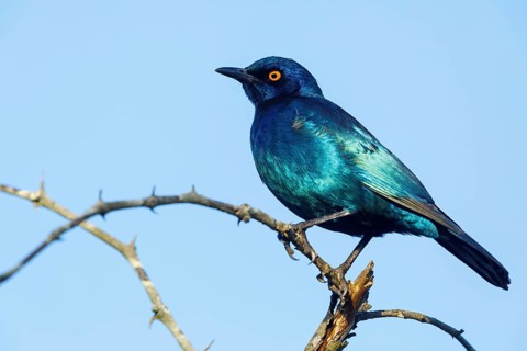 Cape starling (Lamprotornis nitens), Mkuze Game Reserve, Mkuze, KwaZulu-Natal, South Africa, Africa