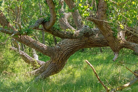 Lying tree, Darßer Ort, Born a. Darß, Mecklenburg-Vorpommern, Germany, Europe