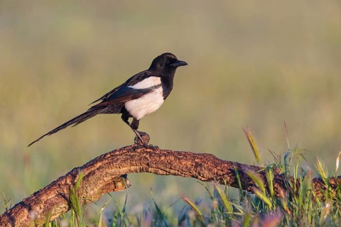 European magpie (Pica pica), perching station, Hides De Calera / Steppe Raptors, Calera Y Chozas,