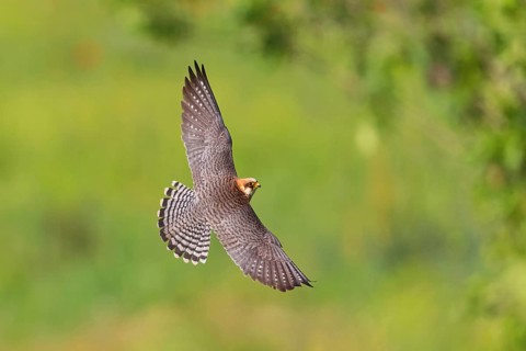 Red-footed Falcon, (Falco vespertinu), flight photo, falcon family, Tower Hide, Tiszaalpár,