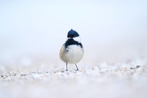 Coal tit (Periparus ater) on the ground in the snow in winter, Bavaria, Germany, Europe