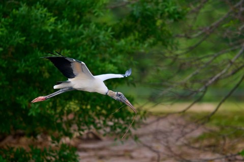 Wood Stork (Mycteria americana), flies through a wooded area holding a stick in its beak,