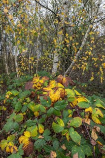 Autumn leaves of blackberry (Rubus fruticosus) in front of a birch (Betula pendula), Emsland, Lower