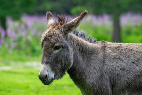 Miniature donkey, close-up portrait in meadow with flowers in spring, Mediterranean donkey breed