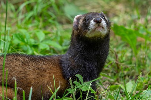 European polecat (Mustela putorius) close-up portrait in meadow