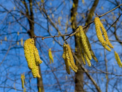 Flowering Common hazel, Hazelnut bush, Hazel bush, Drateln, Hagnuss, Common hazel, Common hazelnut,