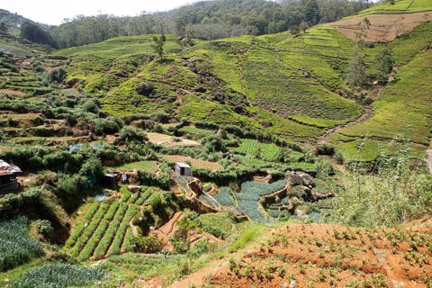Tea plantations in Nuwara Eliya, Central Province, Sri Lanka, Asia