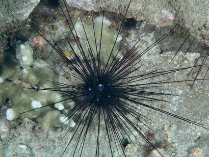 Arbacia lixula with long spines, Diadem sea urchin (Diadema setosum), on sandy seabed, dive site