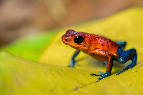 Strawberry frog (Oophaga pumilio) sitting on a yellow leaf, Heredia province, Costa Rica, Central