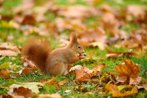 Eurasian squirrel (Sciurus vulgaris), sitting in grass with autumn leaves and holding a nut,