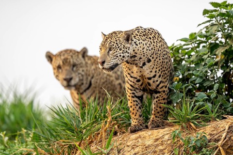Two jaguars (Panthera onca), North Pantanal, Barão de Melgaço, Joselândia, Mato Grosso, Brazil,