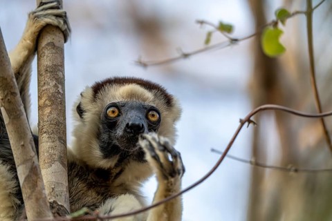 Larval sifaka (Propithecus verreauxi), Bemanonga, Menabe, Madagascar, Africa