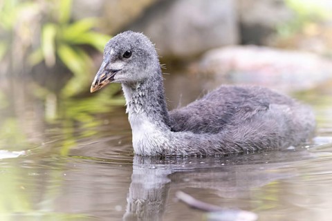 Eurasian Coot chicks (Fulica atra) swimming in the water, drinking, profile view, in the background