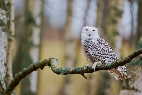 Snowy owl on branch (Bubo scandiacus) captive, Czech Republic, Europe
