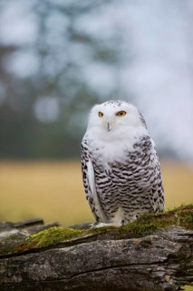 Snowy owl on branch (Bubo scandiacus) captive, Czech Republic, Europe
