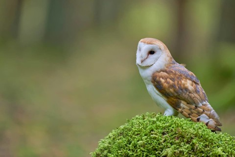 Barn owl (Tyto alba) Bavaria, Germany, Europe