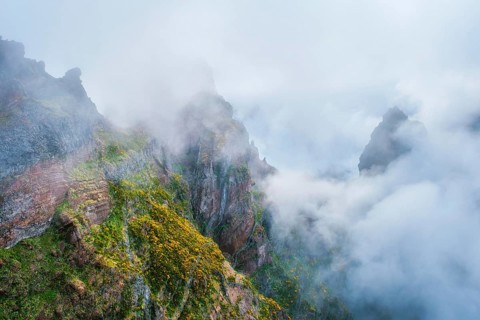 A mountain covered in fog and clouds with blooming Cytisus shrubs. Near Pico de Arieiro, Madeira