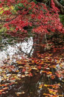 Japanese fan maple (Acer palmatum Trompenburg), autumn colours, Emsland, Lower Saxony, Germany,