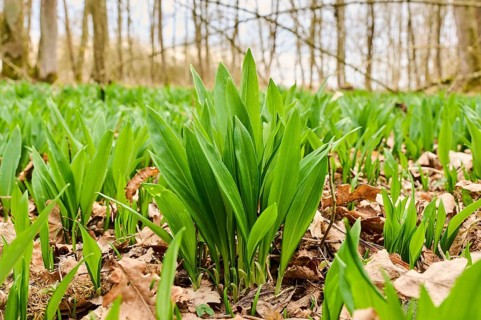 Wild garlic (Allium ursinum) growing in a forest in spring, Bavaria, Germany, Europe
