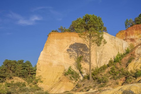 Single Aleppo pine (Pinus halepensis) and ochre rock Colorado de Rustrel, Rustrel, Département