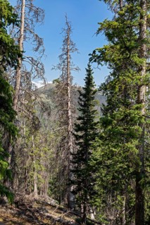 Monarch, Colorado, Trees near the continental divide on Monarch Mountain killed by the spruce bark
