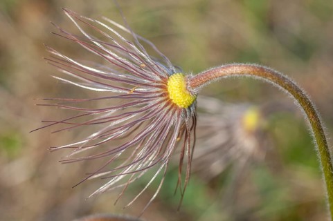 Common pasque flower (Pulsatilla vulgaris) in bloom in spring. Bas-Rhin, Collectivite europeenne