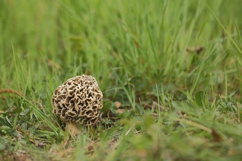 Grey edible morel, common morel, morels (Morchella vulgaris), morel, Morchella, Morchelartige,