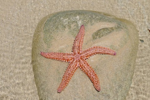 Common starfish (Asterias rubens) on a stone in a tidal pool, Brittany, France, Europe