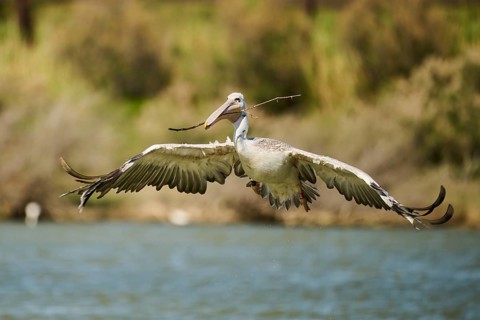 Great white pelican (Pelecanus onocrotalus) starting from the sea, France, Europe
