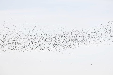 Common (Sturnus vulgaris) starlings fly together, in perfect symbiosis to protect themselves from