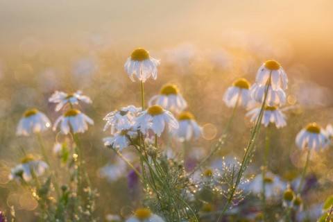 Common camomile (Matricaria recutita), Asteraceae, Otterswang, Pfullendorf, Linzgau,