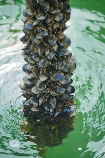 Blue (Mytilus edulis) mussels hanging on a rope at mussel farm of Musclarium near la rapita, ebro