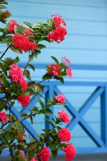Maltese cross flower, jungle geranium (ixora coccinea), flower, plant, medicinal plant, red,